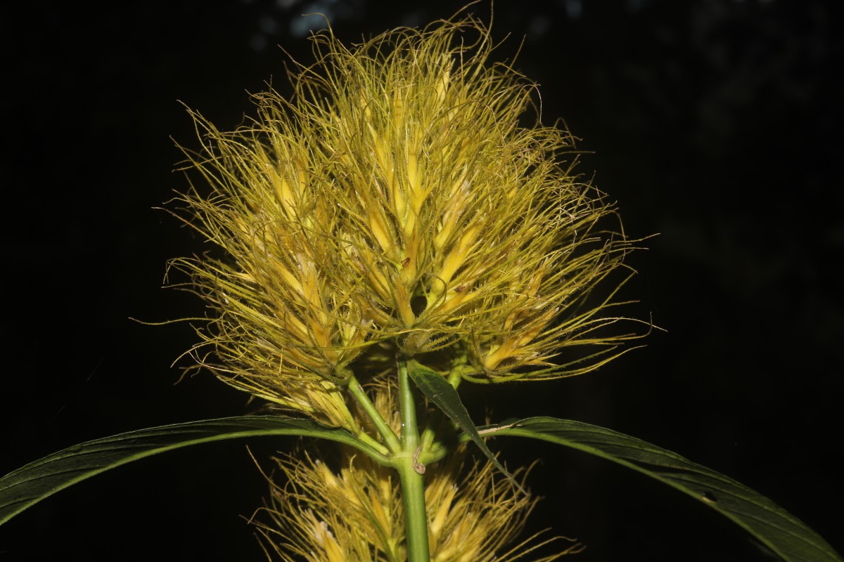 Schaueria calytricha (Otto ex Hook.) Orb.